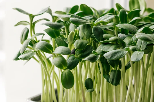 microgreens